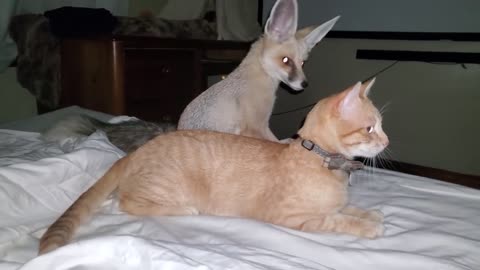 Fergi is unphased by Fawzi fox grooming him