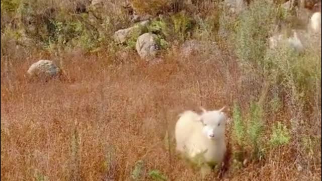 A flock of white sheep suddenly ran in and two yellow sheep looked so strange