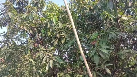 Mango picking at farm