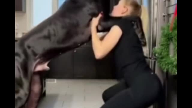 Funny dog video ll shorts video animal ll #shorts