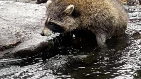 A Couple Of Absolute Units Fording the River