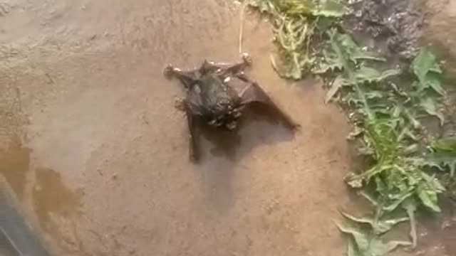 A bucket found a bat !