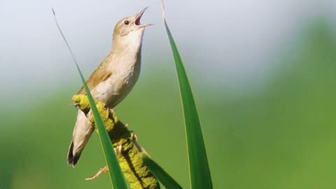 Avifauna of the Valleys