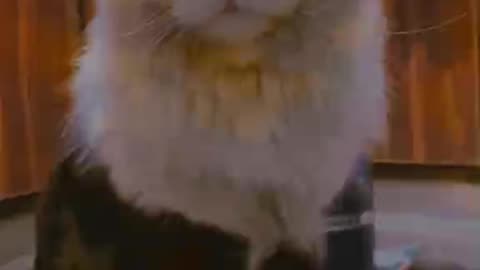 Cute and funny cat video.