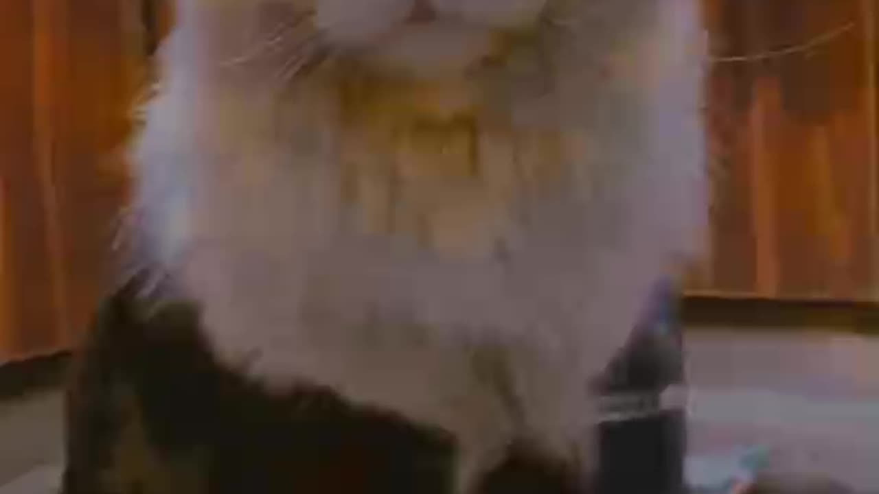 Cute and funny cat video.