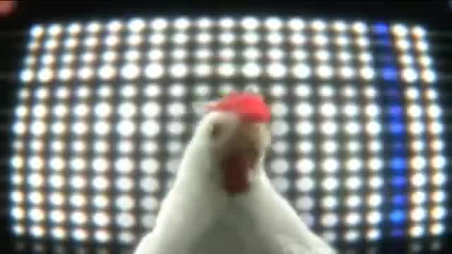 J Geco Chicken Song
