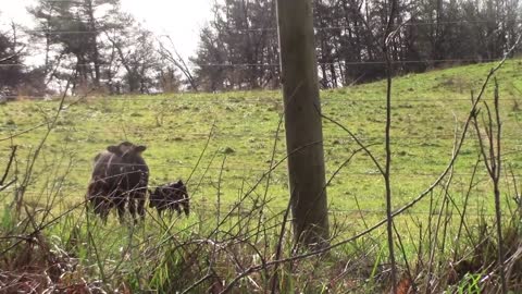 Cow caught squirting poop, American beef right there, bub!