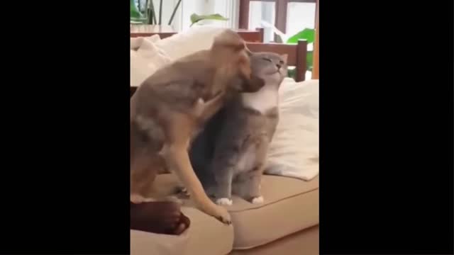 Dog Romance with Cat 😂😂