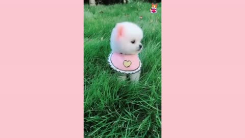 Cute and Funny Pomeranian Videos