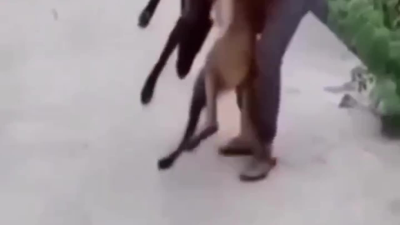 Funny animal video 🤣🤣