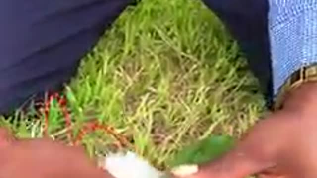 How to generate light with unripe Pawpaw