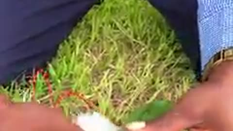 How to generate light with unripe Pawpaw