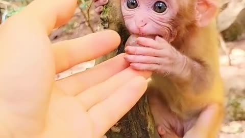 Cute Little monkey