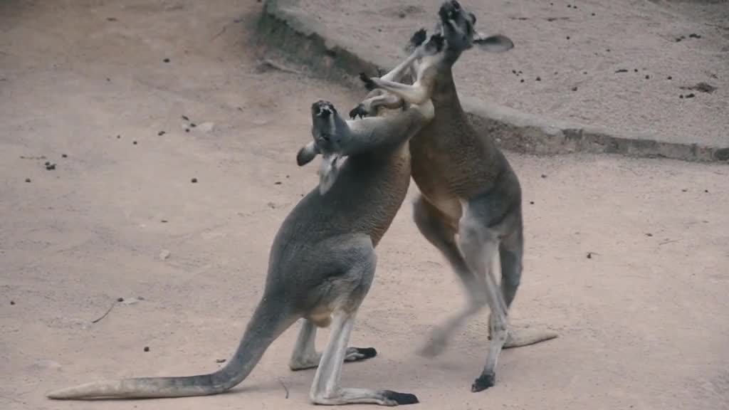 Two kangaroos