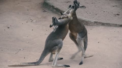 Two kangaroos