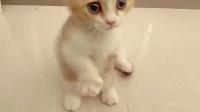 Funny Cute Cats