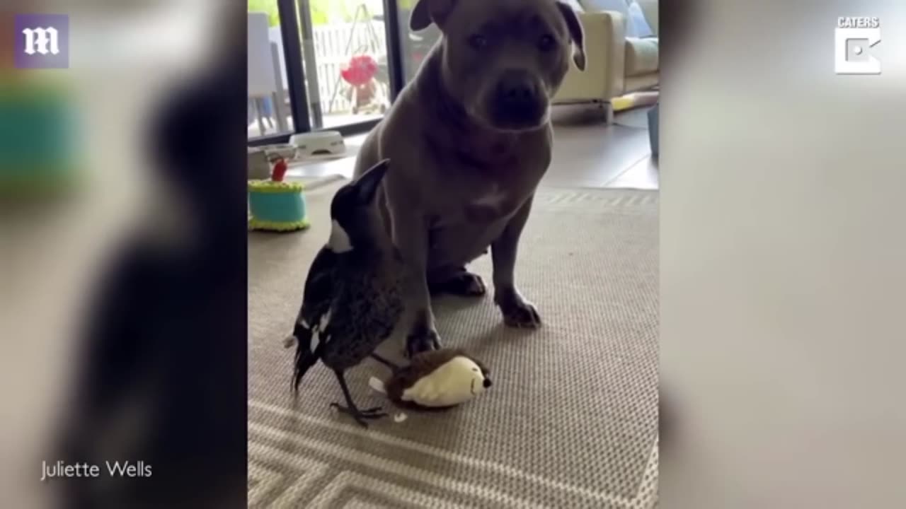 Magpie Barks like his best friend