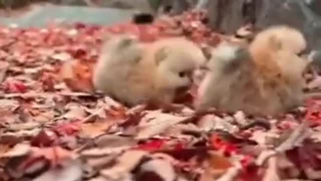 Cutest And Smallest Dogs In The World, Almost Unreal!