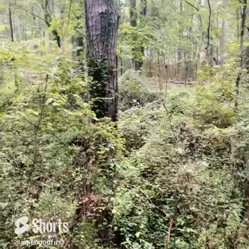 In the heart of Mother Nature #shorts