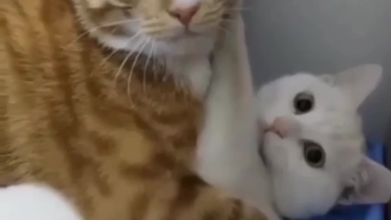 funny cat video