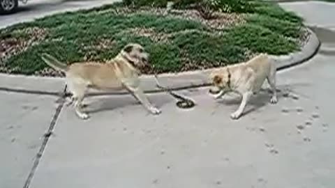 Dogs vs snake