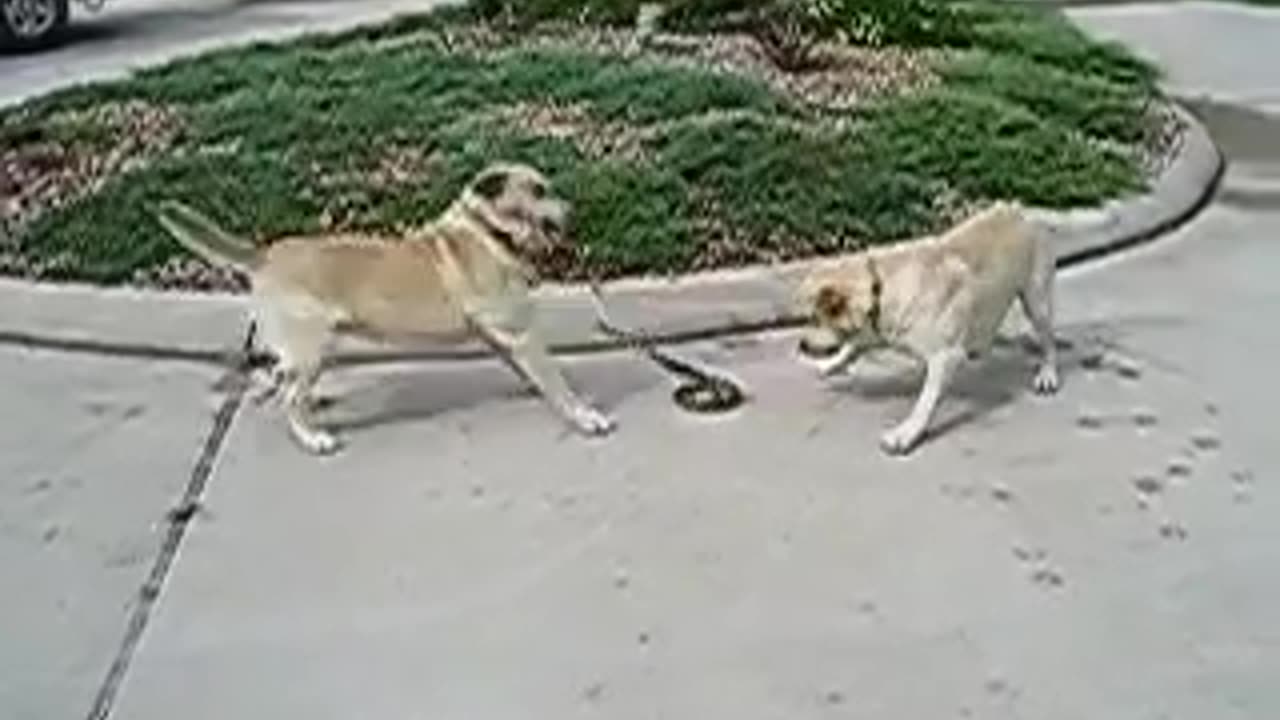 Dogs vs snake