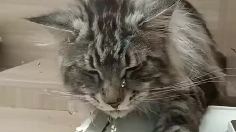 Maine cats can't stop their paws when they drink water