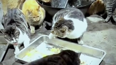 Cats 🐶🐈 Video