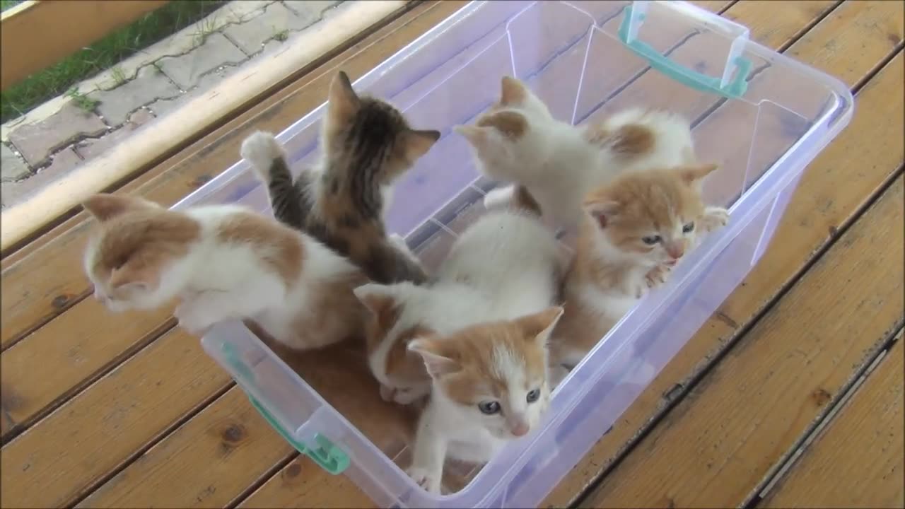 Cats Meowiiing