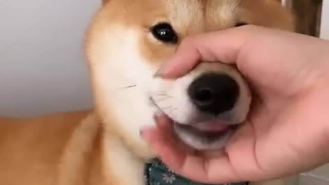 Cute Dog