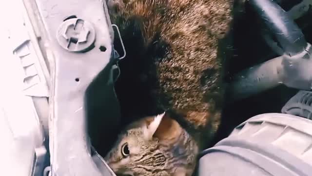 A selection of rescue cats from under cars.