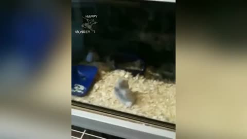 funny hamster 🐹😂