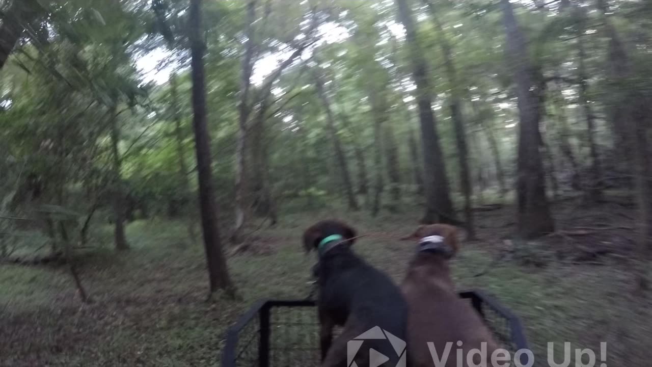 Hog hunting with dogs in florida