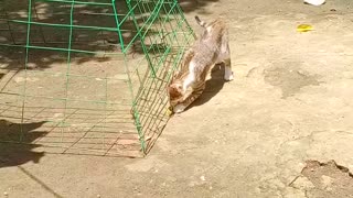 CUTE CATS THAT WILL MAKE YOUR DAY! MEET MY PET CAT U-LAN!
