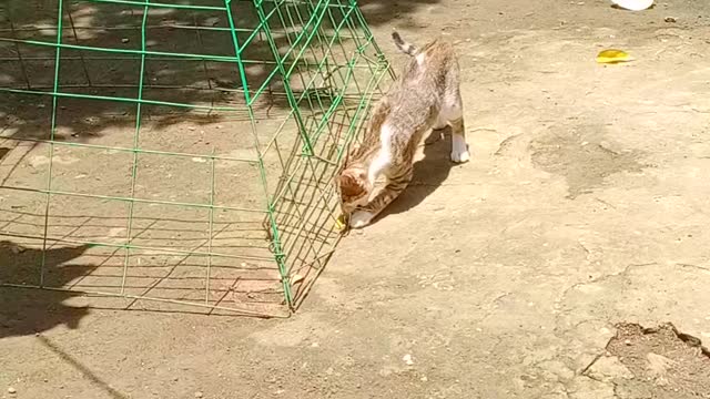 CUTE CATS THAT WILL MAKE YOUR DAY! MEET MY PET CAT U-LAN!