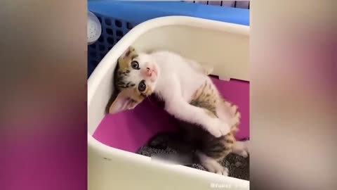 Very funny cats 😹 reaction 😂