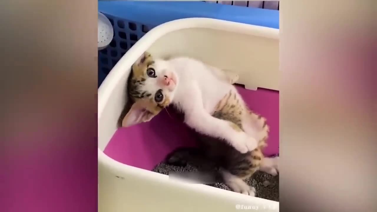 Very funny cats 😹 reaction 😂