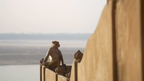 Reveal Shot of a Monkey by a River in India