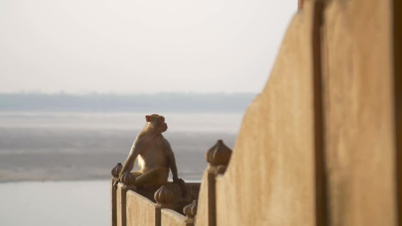Reveal Shot of a Monkey by a River in India