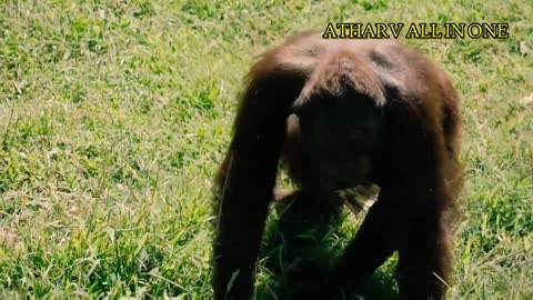 Collection Of Wild Animals In 4K Ultra HD, wild animals