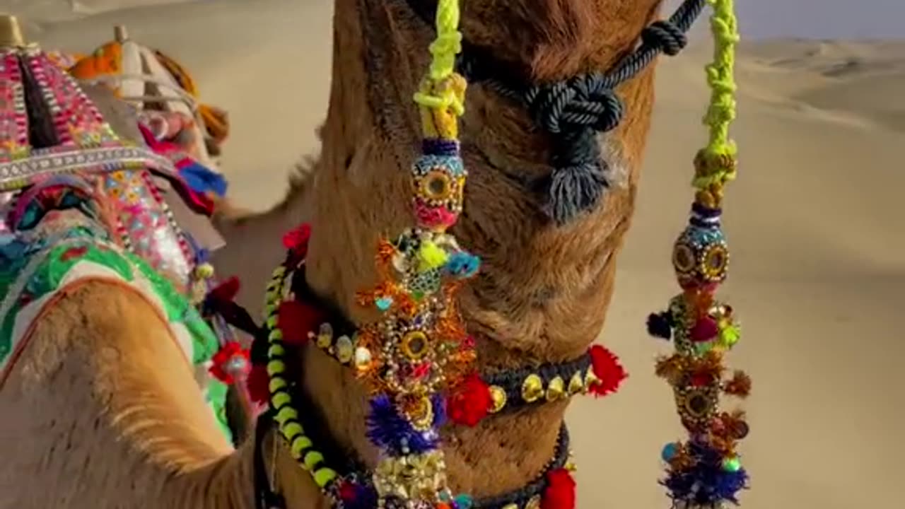 Camels of thar