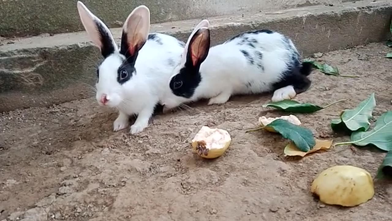 beautiful cute rabbits #rabbit #rabbits #cute #bunny #khargosh