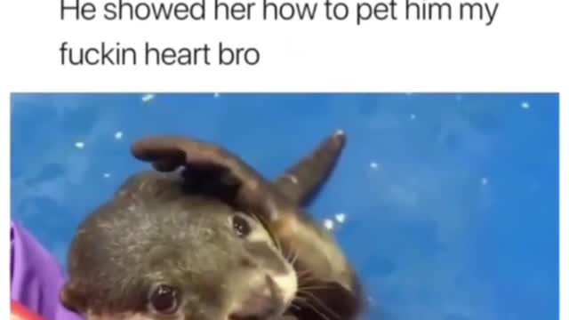 Asking to be pet