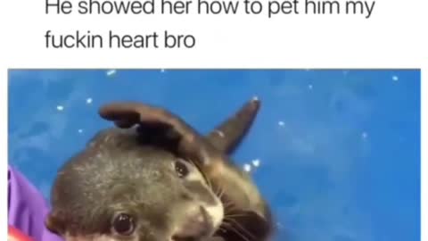 Asking to be pet