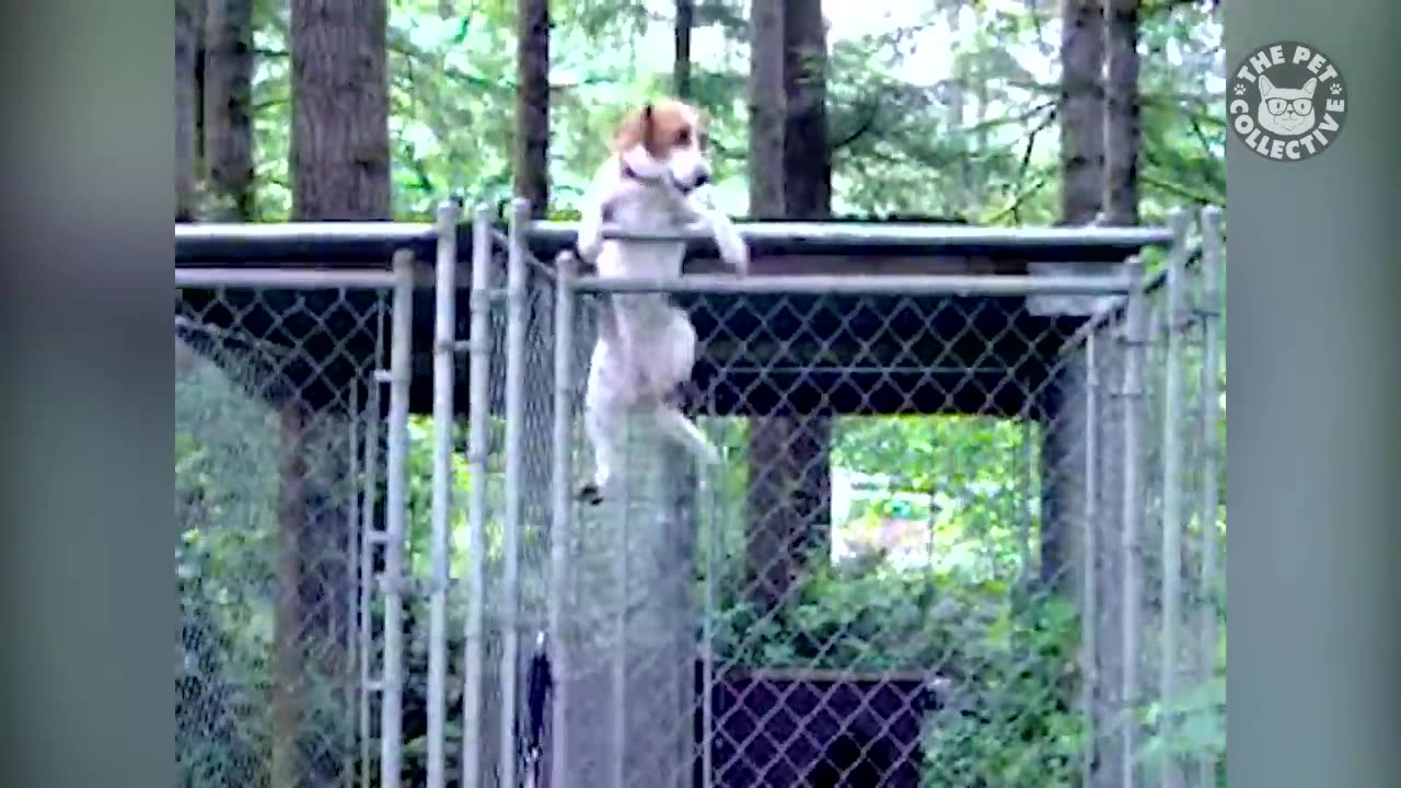 Pet Escape Artists | Funny Pet Video Compilation | The Pet Collective