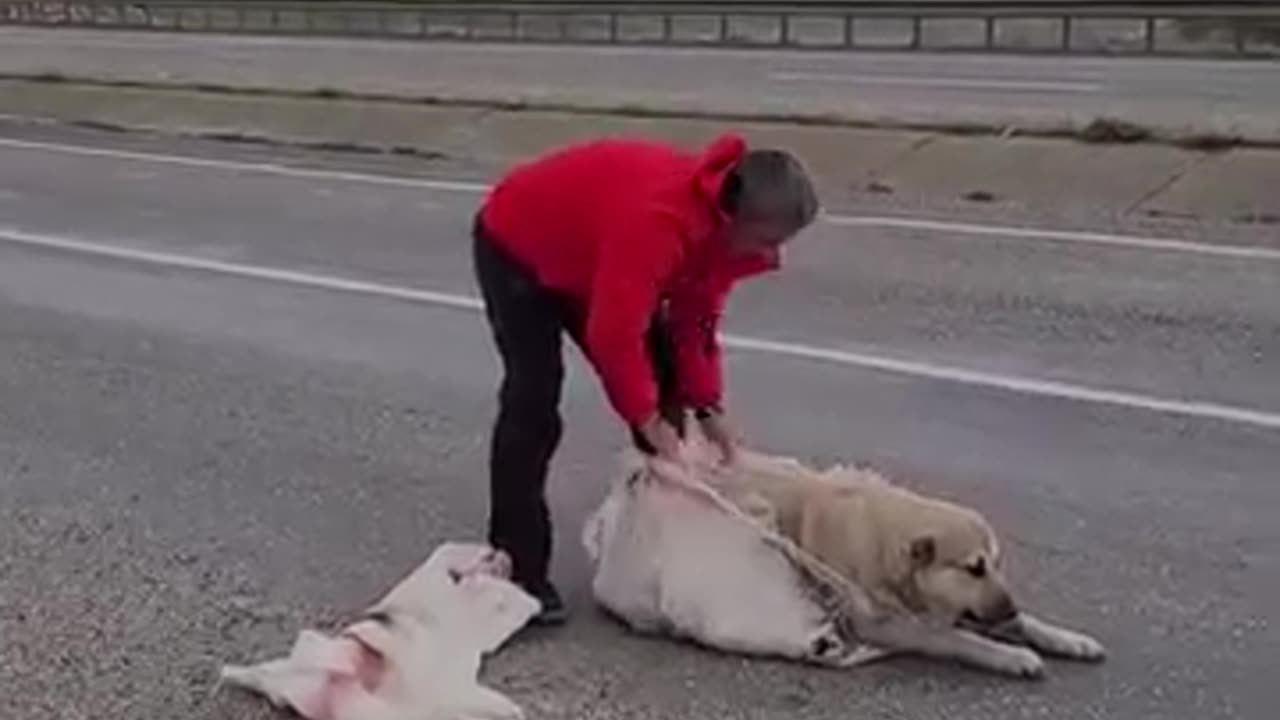 Helpless dog 🐶 👍👍👍🙏🙏