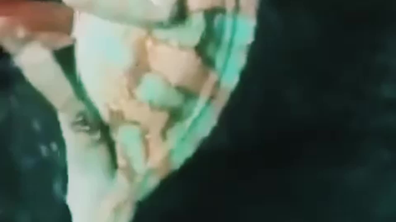 Funny videos