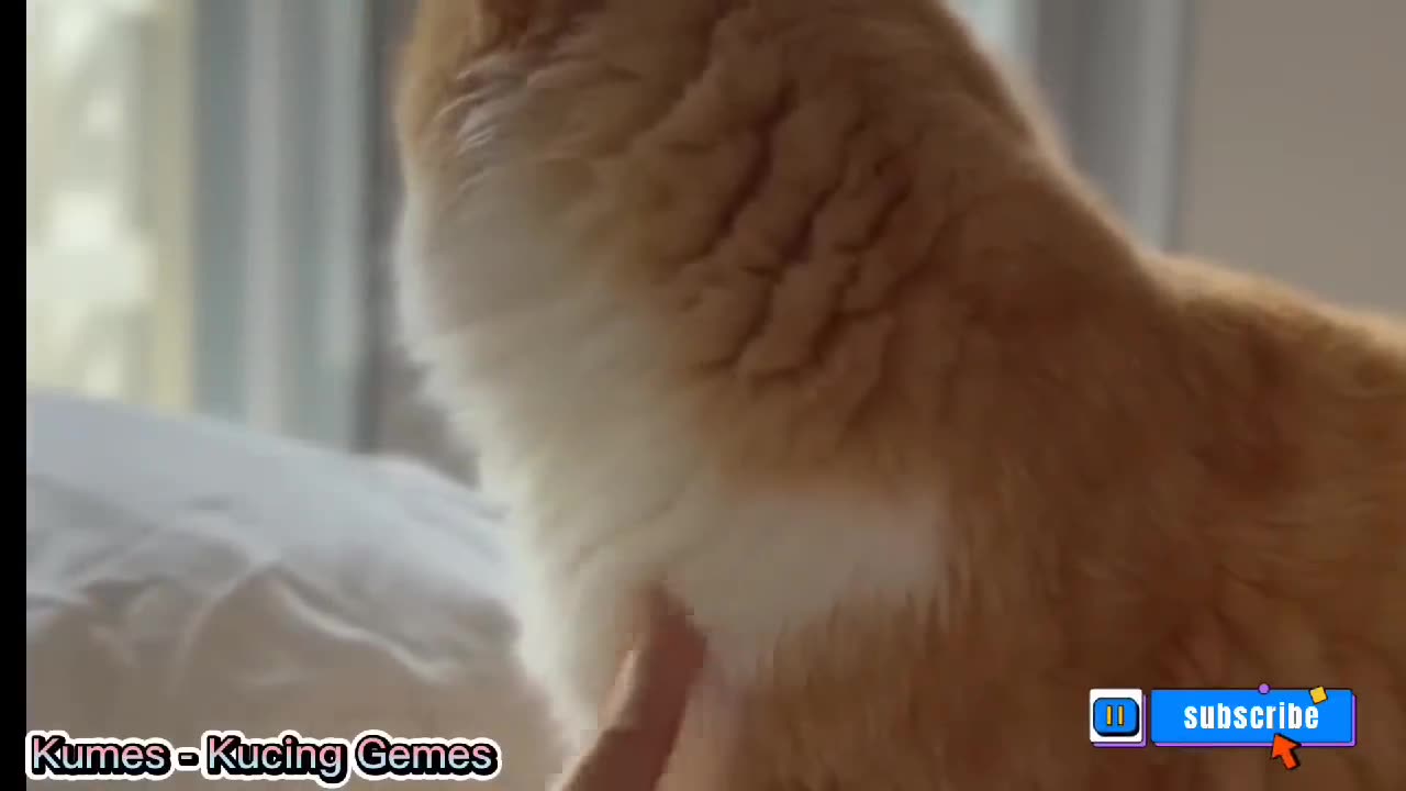 beautiful cat sound