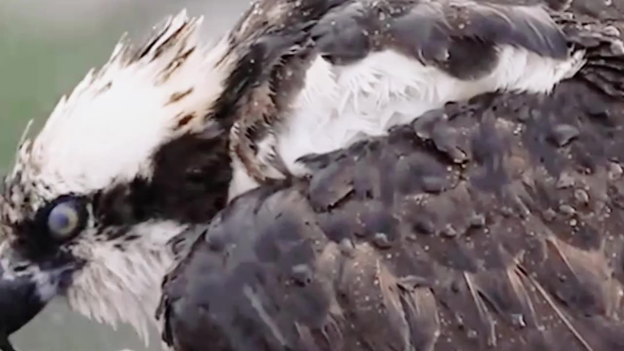 eagle in rain | live nature cams #nature #wildlife #eagle #heavyrain #rain #f4f