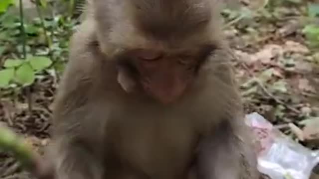 Funny monkey